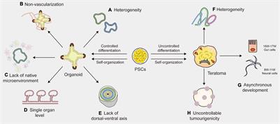 To Better Generate Organoids, What Can We Learn From Teratomas?